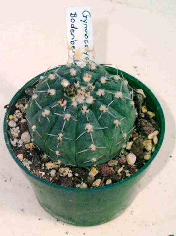 Gymnocalycium_bodenbenderianum